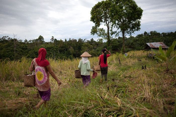 Kisah Harimau dan Manusia yang Hidup Bertetangga