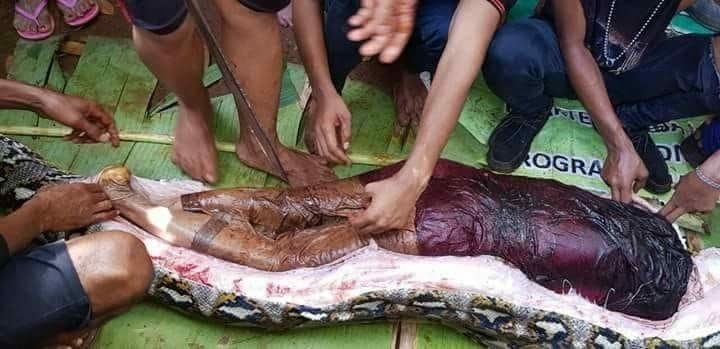 Ular Phyton Delapan Meter Telan Wanita Paruh Baya Di Sulawesi Tenggara