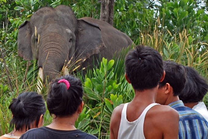 Belasan Gajah Liar Masuk ke Pemukiman Warga