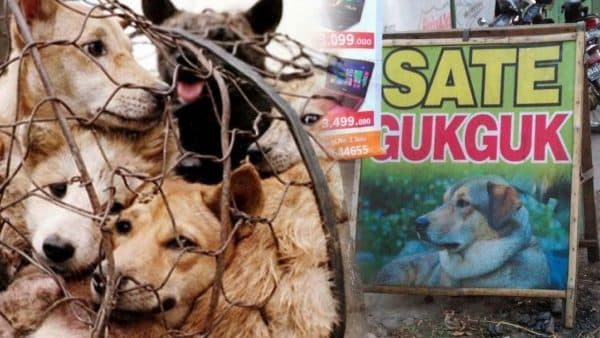 Konsumsi Daging Anjing di Solo Raya Meningkat
