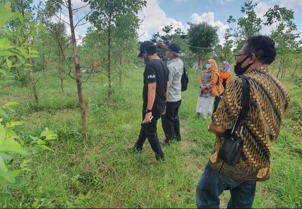 Viral Pohon Eucalyptus Globulus Anti Corona di Lampung Dekan Pertanian Unila Dan Kepala Balit Kemenhut RI Sambangi Kebun M Eko Cahyo di Lampung Tengah