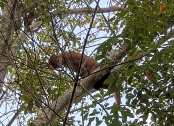 BKSDA Lampung Bantah Satwa Liar di Gedong Tataan Bukan Harimau