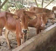 Sapi Program Aspirasi DPR RI di Lampung Utara Diduga Diperjual Belikan Kelompok Penerima?
