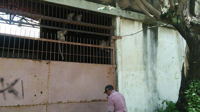 Pengerukan Gunung Kunyit, Ratusan Kera Kelaparan Masuk Pemukiman Warga