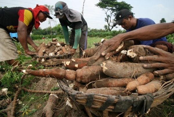 Harganya Terus Anjlok, Petani Singkong Berharap Pemprov Lampung Berperan