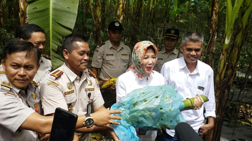 Menyusul Cavendis, Pisang Mas Tanggamus Masuki Pasar Ekspor