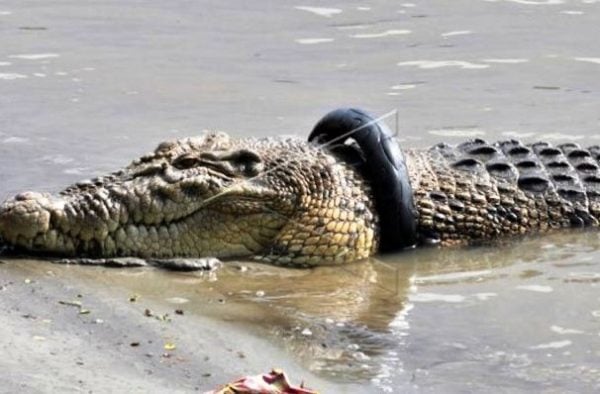 Hindari Serangan Buaya Tak Perlu Undang Panji &#8220;Sang Petualang&#8221;, Cukup Baca Tips Ini!