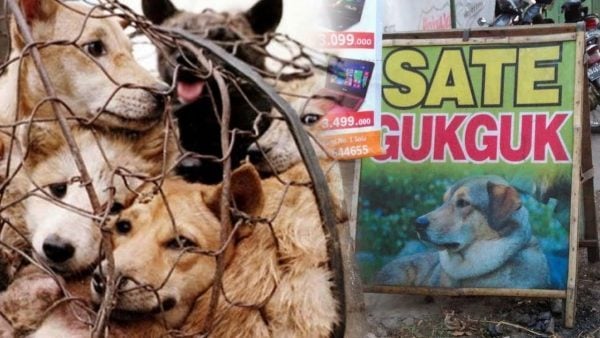 Konsumsi Daging Anjing di Solo Raya Meningkat