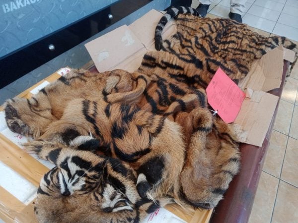 Jajaran Polres Lampung Selatan Gagalkan  Penyelundupan Kulit Harimau Sumatera dan Ratusan Kilogram Daging Celeng serta Ratusan Burung Dilindungi