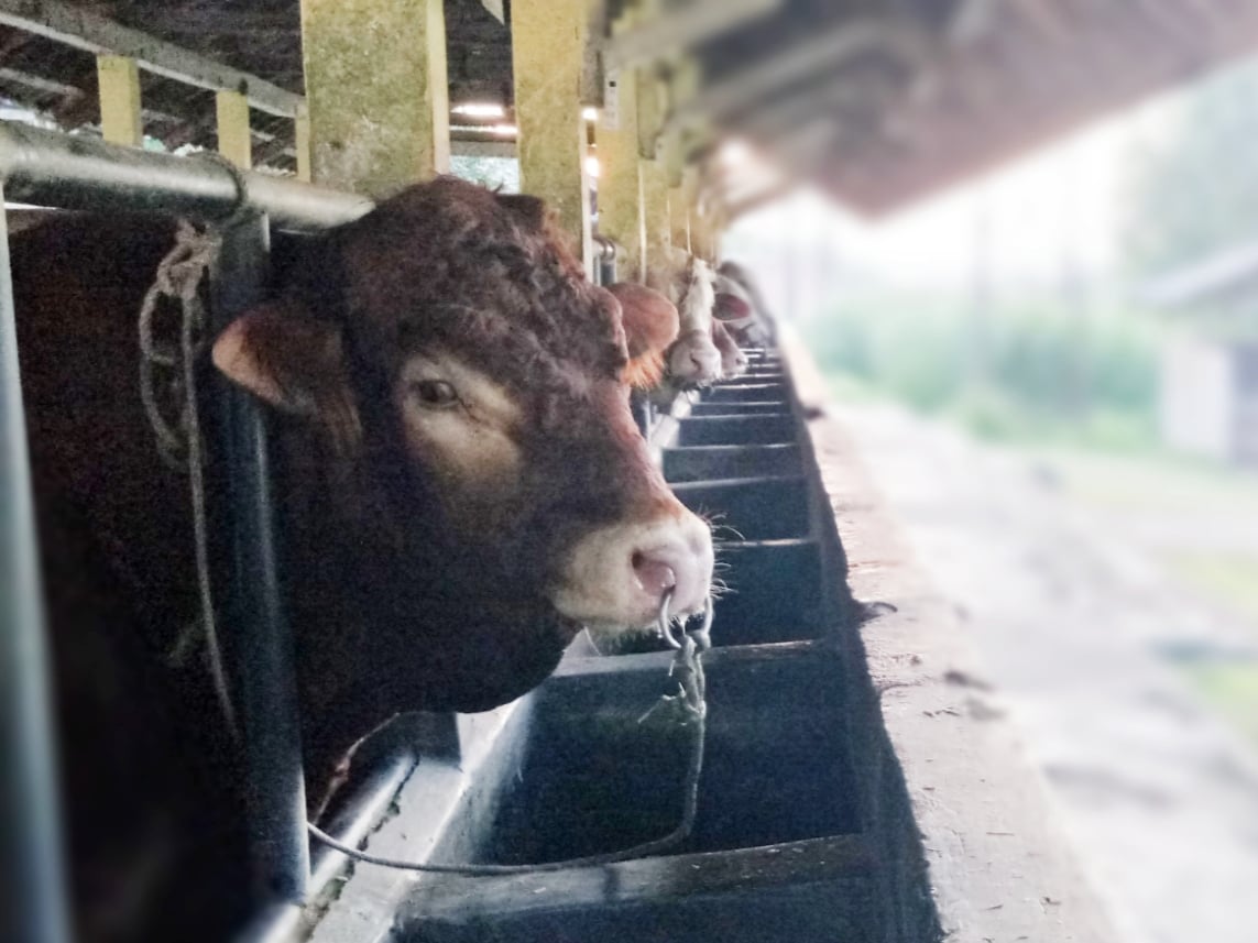 Ketersediaan Hewan Kurban Lampung Aman